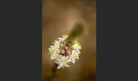 Meerzwiebel (Drimia maritima)