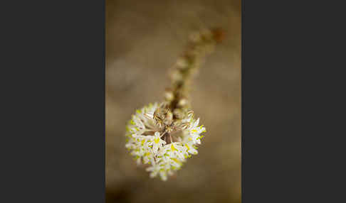 Meerzwiebel (Drimia maritima)