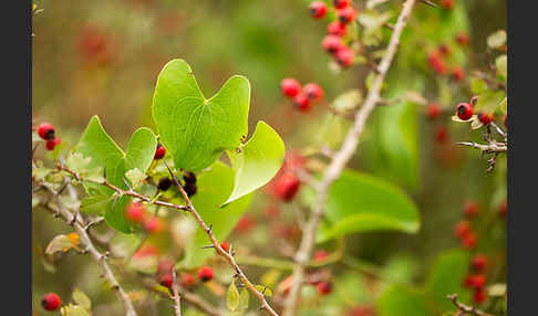 Stechwinde spec. (Smilax spec.)