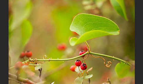 Stechwinde spec. (Smilax spec.)