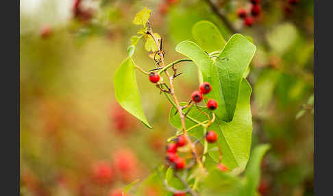 Stechwinde spec. (Smilax spec.)