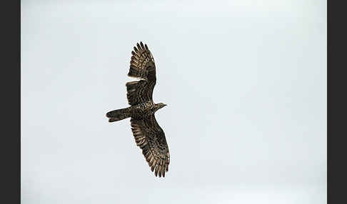 Wespenbussard (Pernis apivorus)