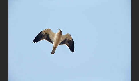 Zwergadler (Aquila pennata)