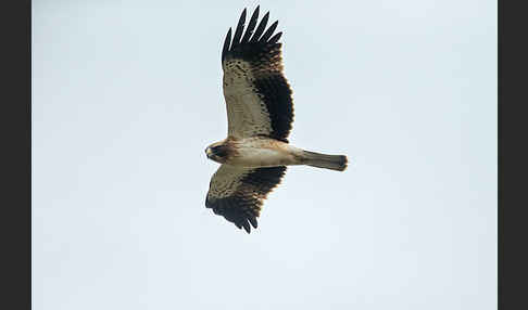 Zwergadler (Aquila pennata)