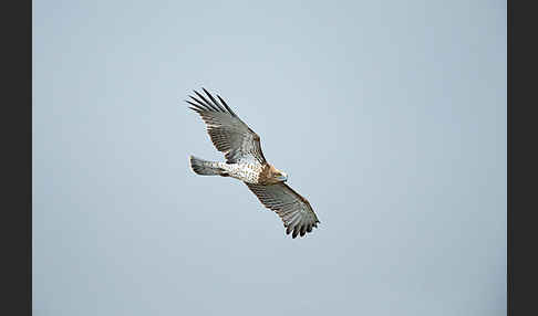 Schlangenadler (Circaetus gallicus)