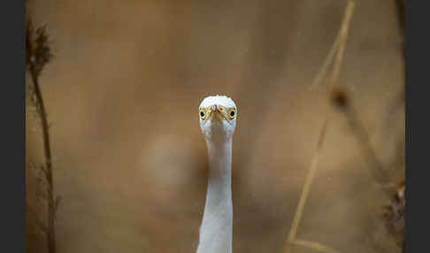 Kuhreiher (Bubulcus ibis)