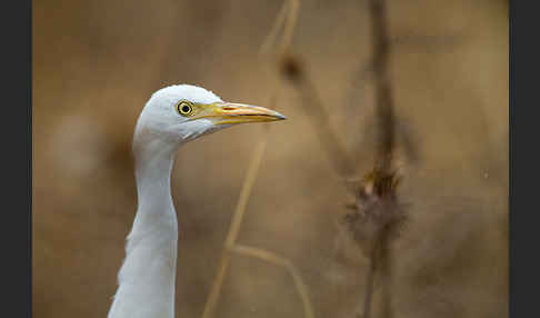 Kuhreiher (Bubulcus ibis)