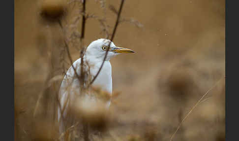 Kuhreiher (Bubulcus ibis)