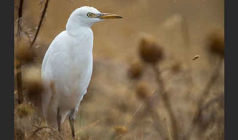 Kuhreiher (Bubulcus ibis)