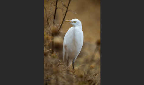 Kuhreiher (Bubulcus ibis)