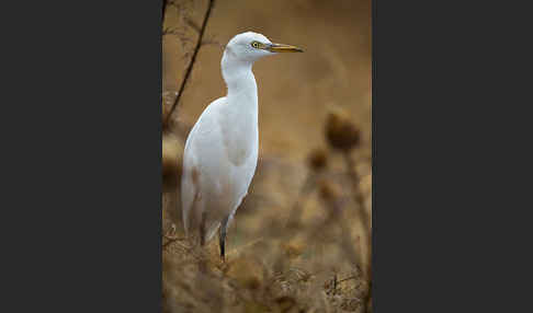 Kuhreiher (Bubulcus ibis)