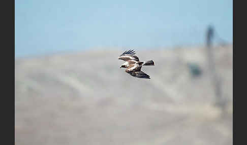 Zwergadler (Aquila pennata)