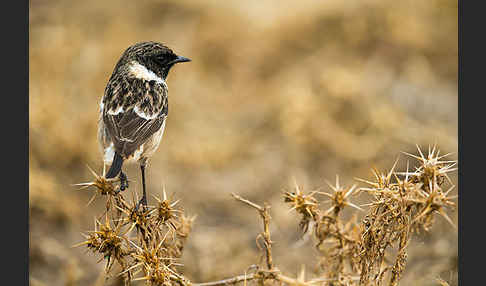 Schwarzkehlchen (Saxicola torquata)