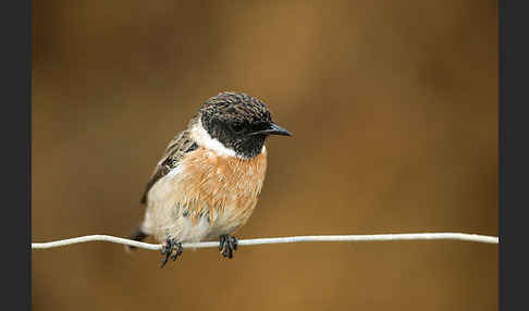 Schwarzkehlchen (Saxicola torquata)