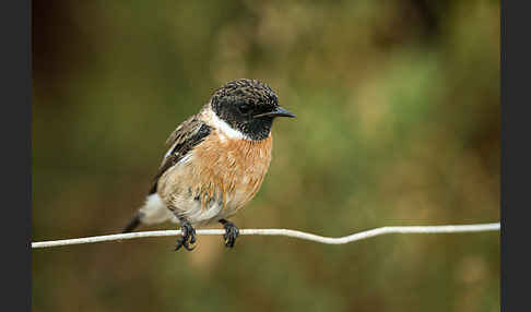 Schwarzkehlchen (Saxicola torquata)