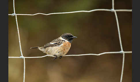 Schwarzkehlchen (Saxicola torquata)