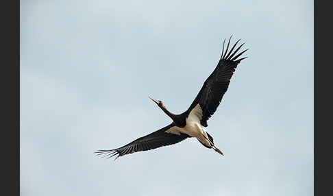 Schwarzstorch (Ciconia nigra)