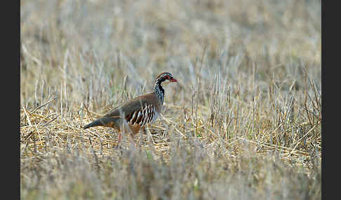 Rothuhn (Alectoris rufa)