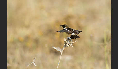 Schwarzkehlchen (Saxicola torquata)