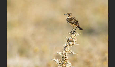 Schwarzkehlchen (Saxicola torquata)