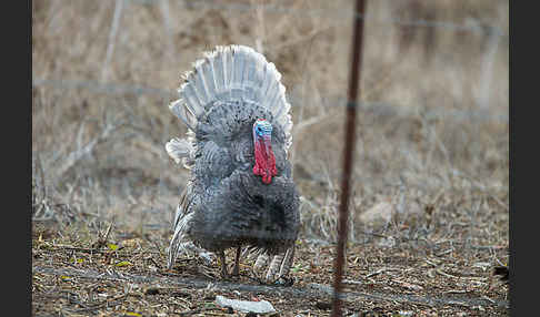 Truthuhn (Meleagris gallopavo domestica)