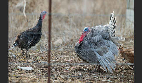 Truthuhn (Meleagris gallopavo domestica)