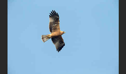 Zwergadler (Aquila pennata)