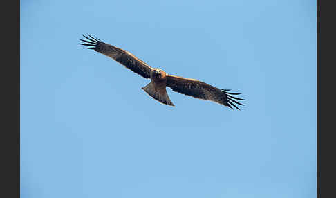 Zwergadler (Aquila pennata)