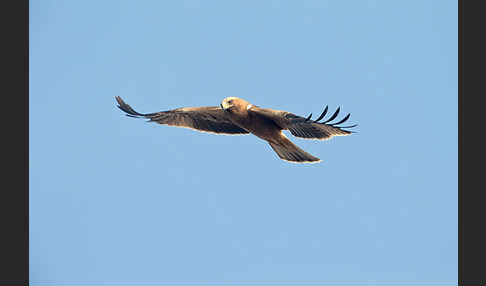 Zwergadler (Aquila pennata)