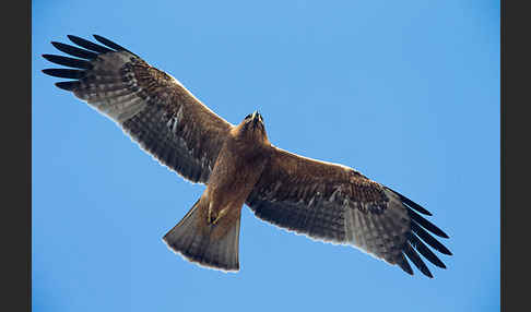 Zwergadler (Aquila pennata)