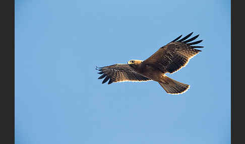 Zwergadler (Aquila pennata)