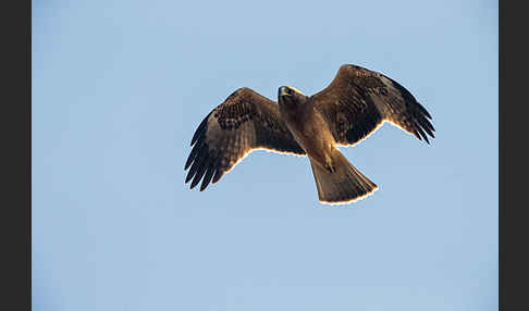 Zwergadler (Aquila pennata)