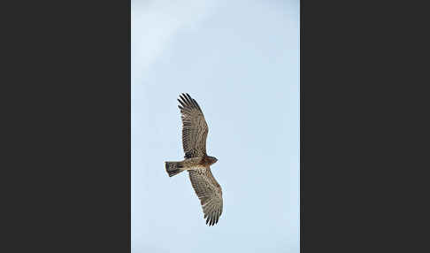 Schlangenadler (Circaetus gallicus)