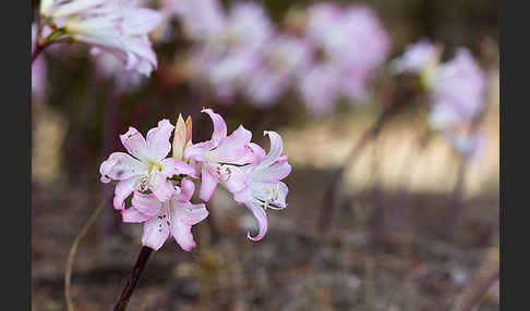 Belladonnalilie (Amaryllis belladonna)