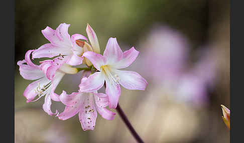 Belladonnalilie (Amaryllis belladonna)