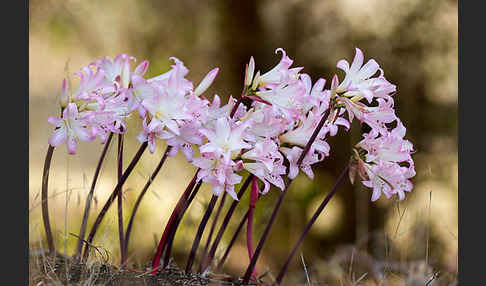 Belladonnalilie (Amaryllis belladonna)