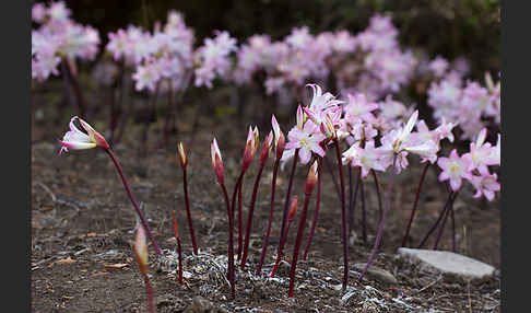 Belladonnalilie (Amaryllis belladonna)