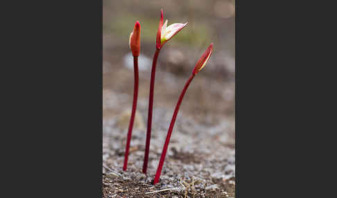 Belladonnalilie (Amaryllis belladonna)