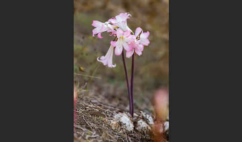 Belladonnalilie (Amaryllis belladonna)