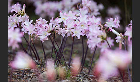 Belladonnalilie (Amaryllis belladonna)