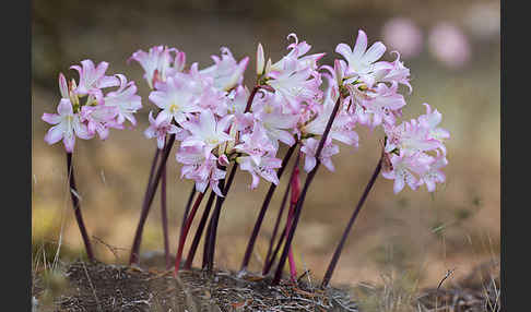 Belladonnalilie (Amaryllis belladonna)