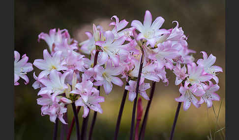 Belladonnalilie (Amaryllis belladonna)