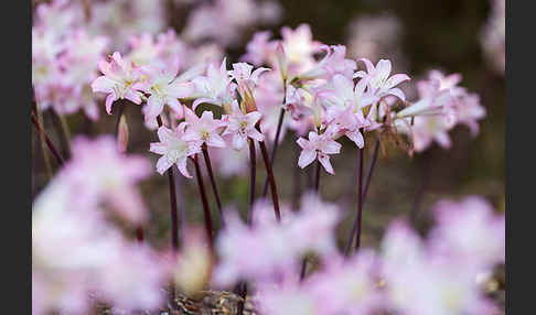 Belladonnalilie (Amaryllis belladonna)