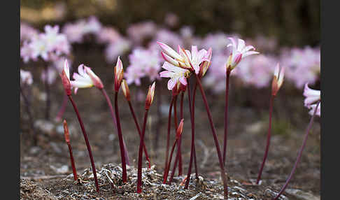 Belladonnalilie (Amaryllis belladonna)