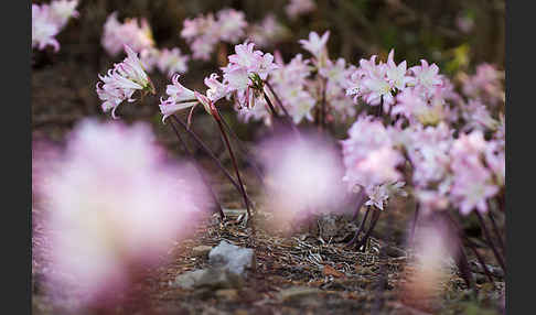 Belladonnalilie (Amaryllis belladonna)