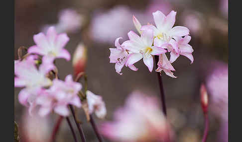 Belladonnalilie (Amaryllis belladonna)