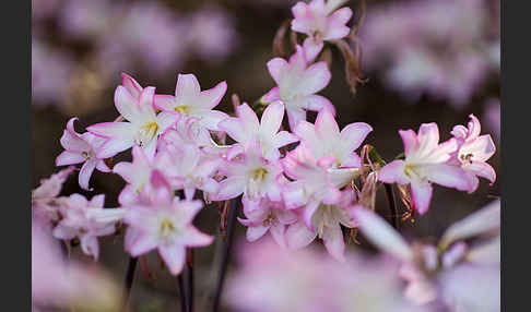 Belladonnalilie (Amaryllis belladonna)