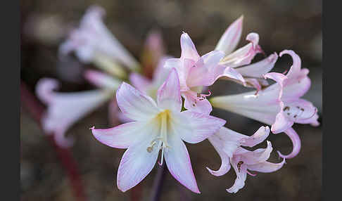 Belladonnalilie (Amaryllis belladonna)