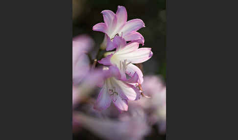 Belladonnalilie (Amaryllis belladonna)