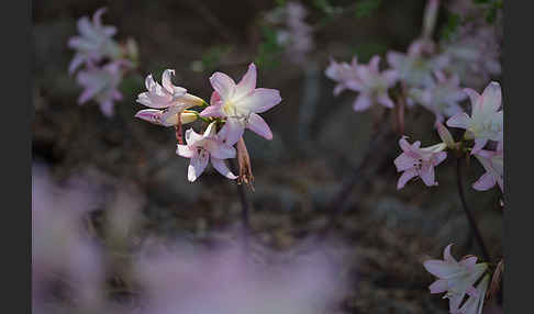 Belladonnalilie (Amaryllis belladonna)